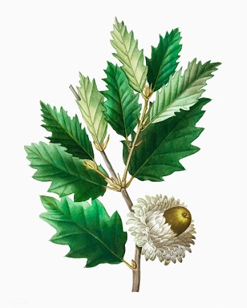 Valonian Oak branch | Free stock vector - 569621