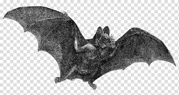 Vampire bat Halloween , bat transparent background PNG clipart