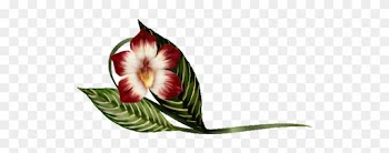Vanda Orchid Illustration Spring Flowers, Autumn Leaves, - Illustration