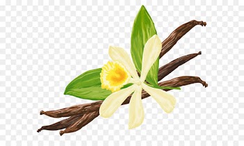 Vanilla extract Flavor Snickerdoodle Spice - Hand-painted vanilla pod 