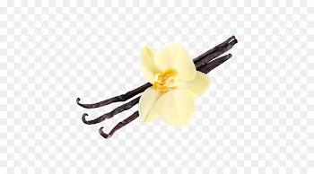 Vanilla, Flavor, Vanilla Extract, Yellow PNG
