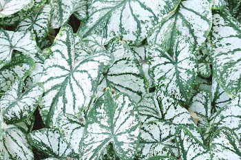 Variegated Leafed Plants
