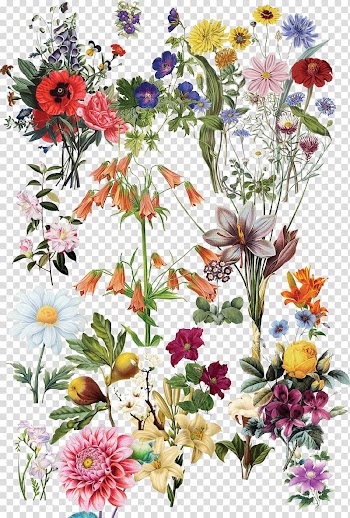 Varieties of flowers illustration, Flowers transparent background PNG clipart