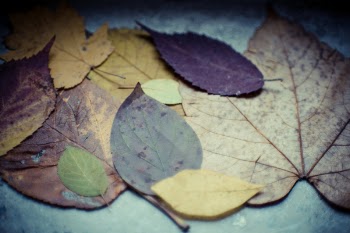 Varieties of Leaves on Gray Surface
