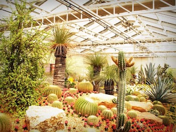 Varieties of Plants Inside Building