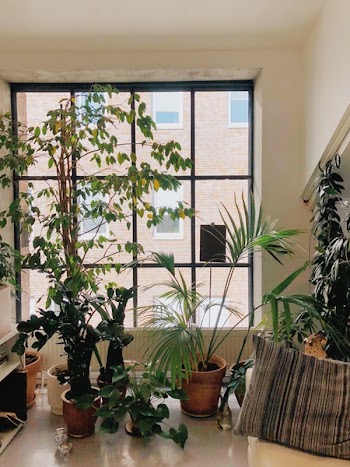 Variety of Green Leaf Plants on Table Infront of Window