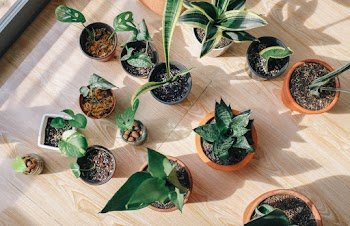 Variety Of Green-leafed Plants