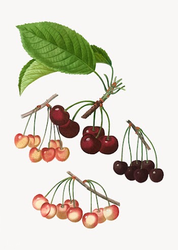 Various cherry species | Free stock vector - 568693