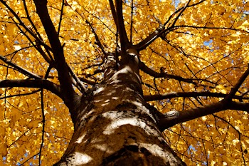 Various fall color in Atlanta, Georgia