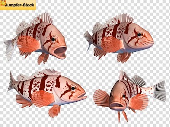 Various Fish , animated koi fish transparent background PNG clipart