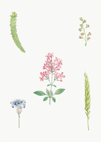 Various flowers in bloom | Free stock vector - 573801