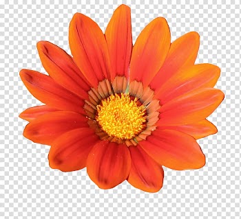 Various Flowers, orange petaled flower transparent background PNG clipart