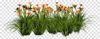Various Flowers , yellow flowers in bloom transparent background PNG clipart