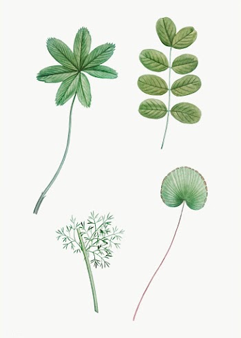 Various green leaves | Free stock vector - 573864