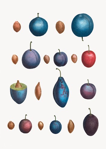 Various plum types | Free stock vector - 568950