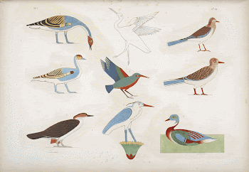 Various species of birds represented | Free Photo - rawpixel