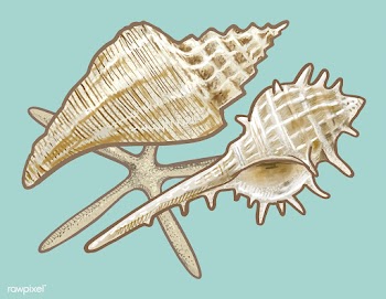 Various white sea shells illustration | Free stock vector - 463807