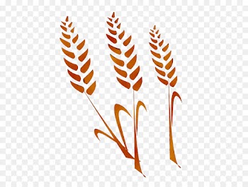 vascular plant grass family leaf plant clip art