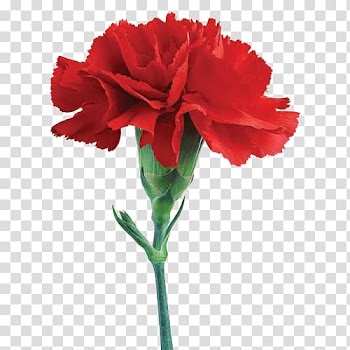 Vase Flower Watercolor painting Drawing Amaryllis, bloom transparent background PNG clipart