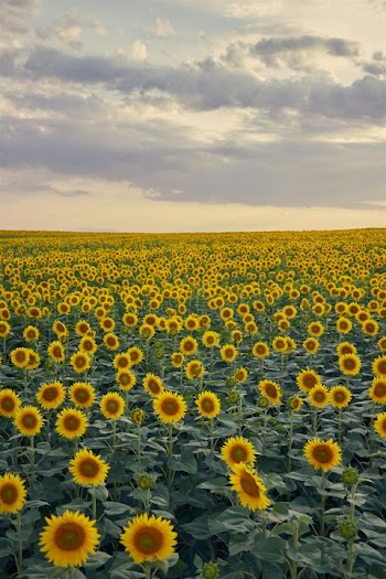Vast Field of Radiant Sunflowers Under a Cloudy Sky