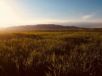Vast Green Grass Fields With Silhouette of Mountain at Distance
