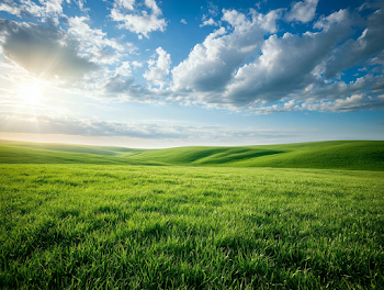Vast Green Meadow Under a Bright Blue Sky