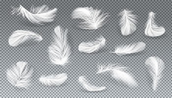 Vector 3d realistic set of white bird or angel feathers in various shapes Free Vector