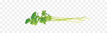 Vector coriander leaves 