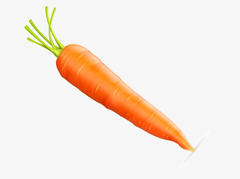 Vector De Zanahoria HD Vector Planta PNG y Vector para Descargar ...