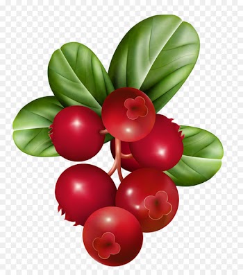 Vector graphics Berries Fruit Illustration Raspberry - berries 