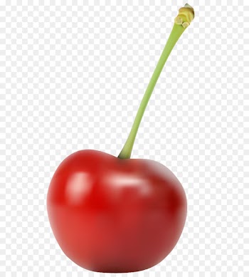 Vector graphics Cherries Clip art Image Cherry blossom - cherry blossom 