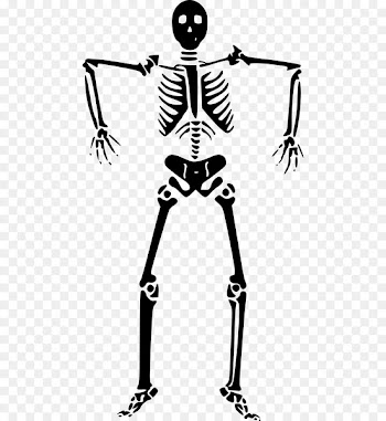 Vector graphics Clip art Human skeleton Bone - Skeleton 
