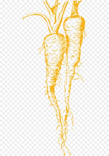 Vector graphics Clip art Vegetable Parsnip Portable Network Graphics - vegetable 