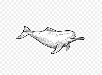Vector graphics Drawing Illustration Portable Network Graphics - dolphin transparency and translucency 