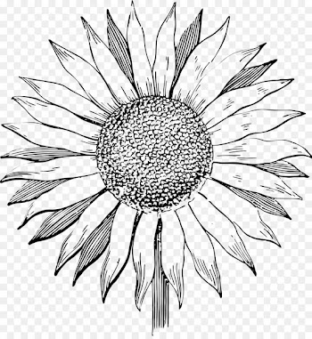Vector graphics Drawing stock.xchng Clip art Image -  