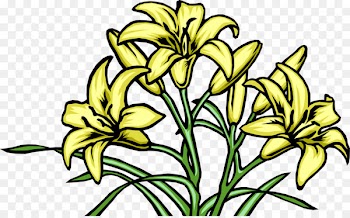Vector graphics Floral design Flower Lily - daylily vector 