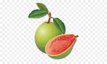 Vector graphics Guava Royalty-free Illustration Clip art - guave ecommerce 