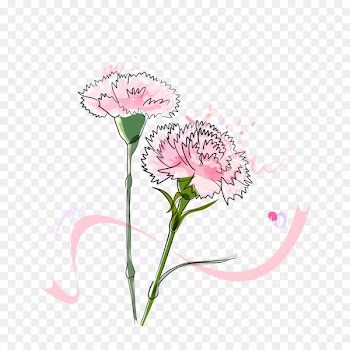 Vector graphics Image Carnation Illustration Portable Network Graphics - adove background 