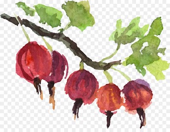 Vector graphics Image Illustration Watercolor painting Royalty-free -  