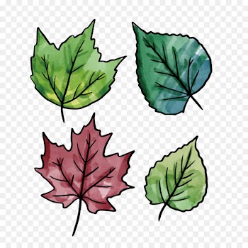 Vector graphics Leaf Portable Network Graphics Image -  