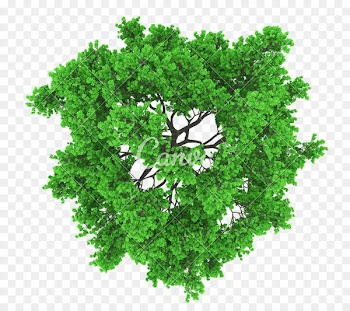 Vector graphics Portable Network Graphics Clip art Stock photography Royalty-free - tree 