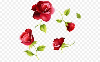 Vector graphics Portable Network Graphics Image Beach rose Clip art - flower 