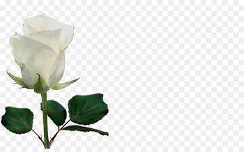 Vector graphics Portable Network Graphics Image Flower Garden roses -  