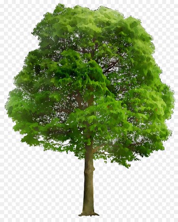 Vector graphics Stock photography Clip art Portable Network Graphics Tree -  