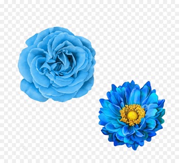 Vector graphics Stock photography Royalty-free Illustration Flower - blue sympathy flowers 