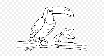 Vector graphics Stock photography Royalty-free Image Coloring book - tucan outline 