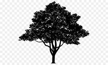 Vector graphics Tree Branch Oak Stock illustration -  