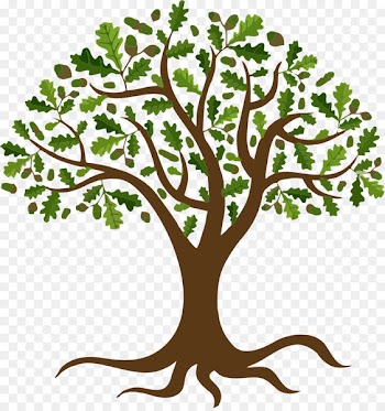 Vector graphics Tree Oak Portable Network Graphics Branch - tree 