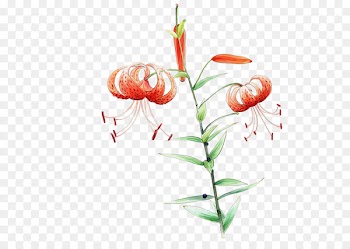 Vector graphics Watercolor painting Flower Image Portable Network Graphics - super 
