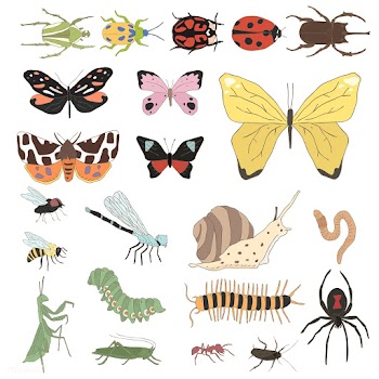Vector of different kinds of insects | Free stock vector - 251526